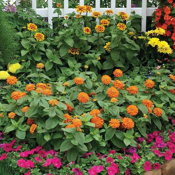 Zinnia elegans Magellan™ Orange