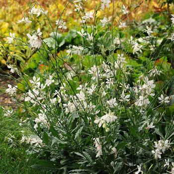 Gaura lindheimeri 'Sparkle White'