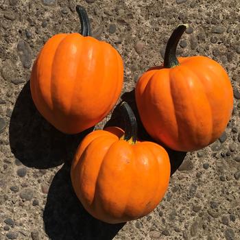 Cucurbita pepo 'Goldilocks' 