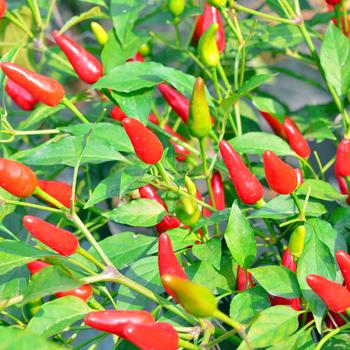 Capsicum frutescens 'Buffy' 