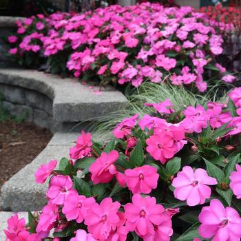 Impatiens Solarscape™ 'XL Pink Jewel'