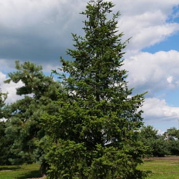 Pseudotsuga menziesii