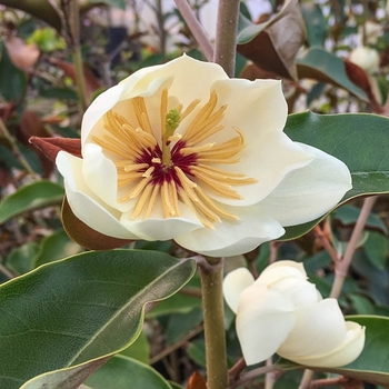 Magnolia 'Coppertallica' 