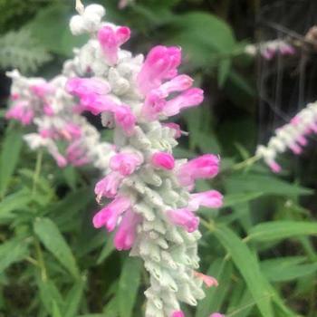 Salvia leucantha 'Ferpink' PP21734