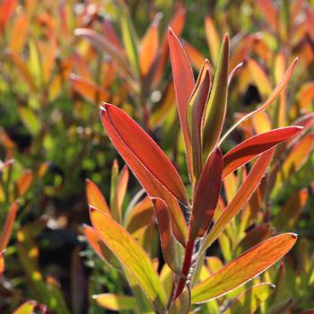 Leucadendron 'Silvan Red' 