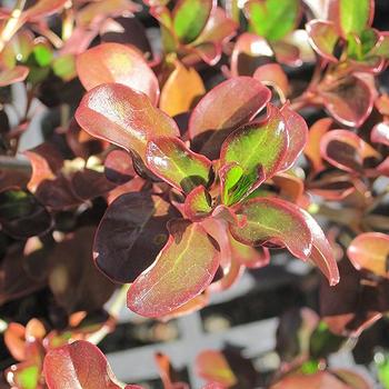 Coprosma repens 'Plum Hussey' PP22572