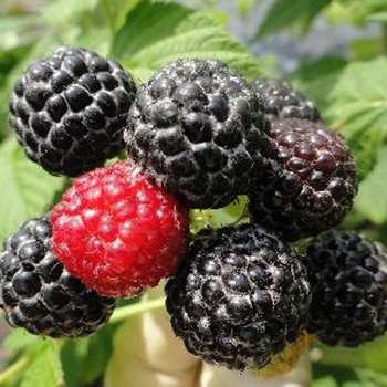 Rubus 'Bristol' 