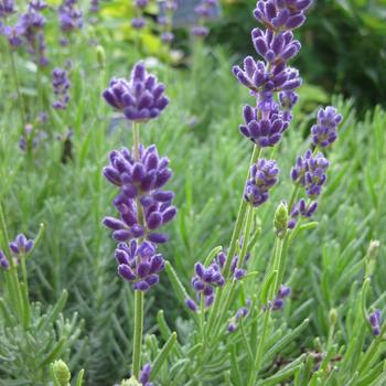 Lavandula angustifolia 'Lady'