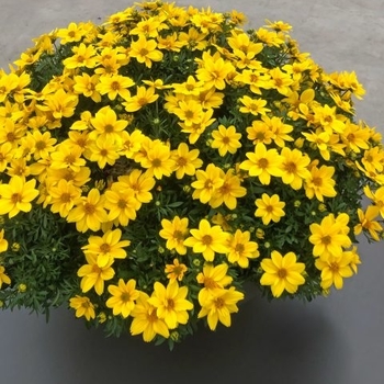 Bidens hybrid 'Sun Francisco' 