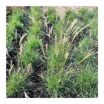 Miscanthus sinensis 'Little Kitten' 