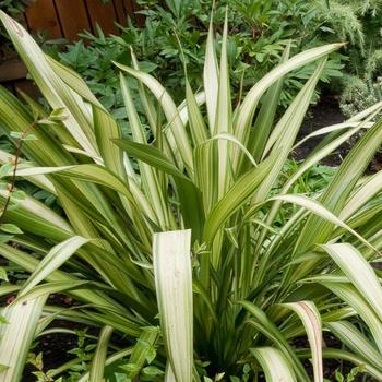 Phormium 'Yellow Wave' 