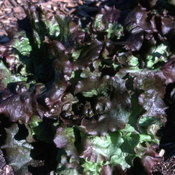 Lactuca sativa 'Red Sails'