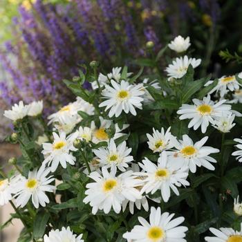 Leucanthemum maximum Sweet Daisy™ 'Birdy'