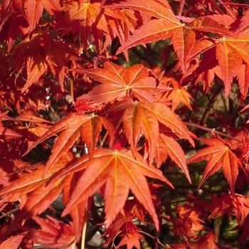 Acer palmatum 'Dragon Tears™' JN4 PP22249