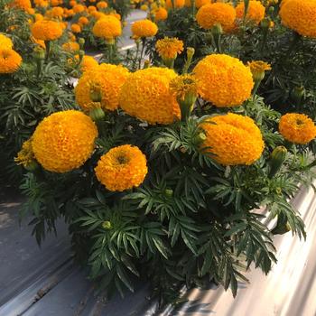 Tagetes erecta 'Siam Gold' 