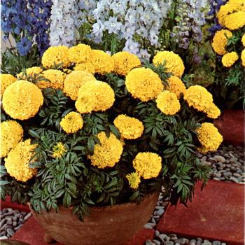 Tagetes erecta 'First Lady'