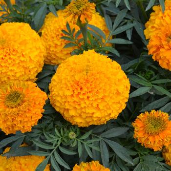 Tagetes erecta 'Big Duck Gold' 