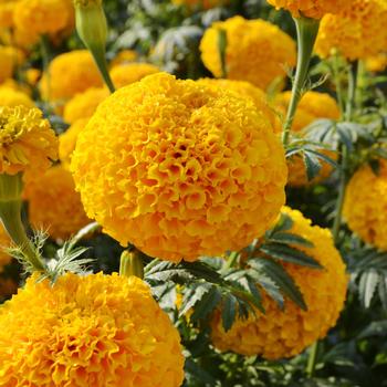 Tagetes erecta 'Garuda Deep Gold' 