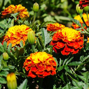 Tagetes patula 'Super Hero™ Spry'