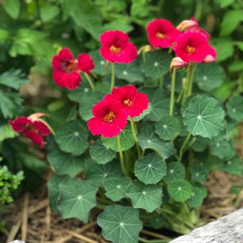 Tropaeolum minus 'Baby Rose' 