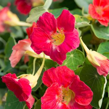 Tropaeolum minus 'Tip Top Rose' 