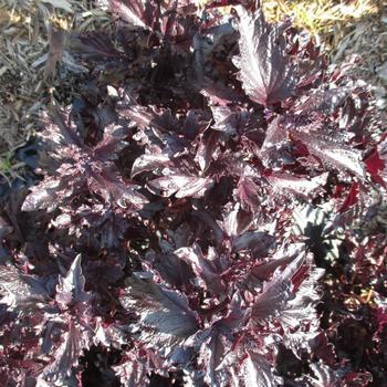 Ocimum basilicum 'Purple Ruffles' 