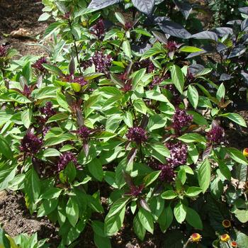 Ocimum basilicum var. thyrsiflora 'Siam Queen' 