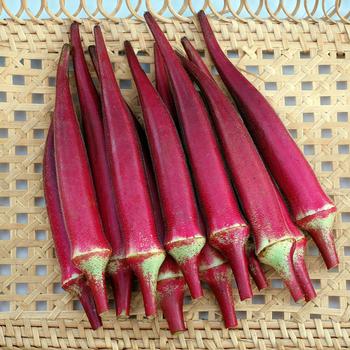 Abelmoschus esculentus 'Candle Fire'