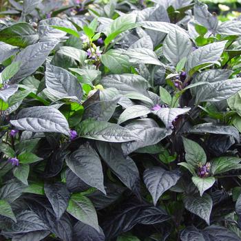 Capsicum annuum 'Black Pearl' 