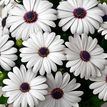 Osteospermum Asti™ 'White Improved'