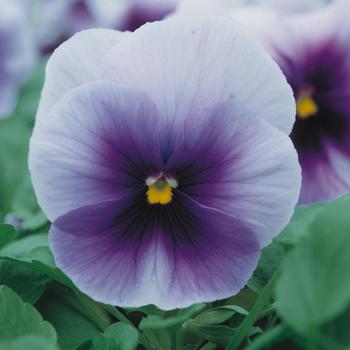 Viola 'Imperial Blue' 