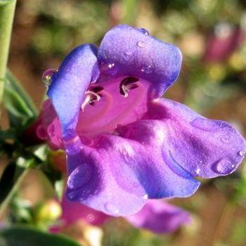 Penstemon heterophyllus