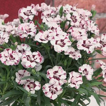 Dianthus Everlast™ Cherry Swirl