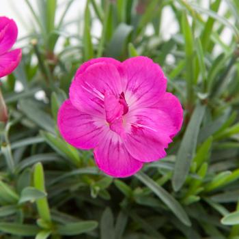 Dianthus 