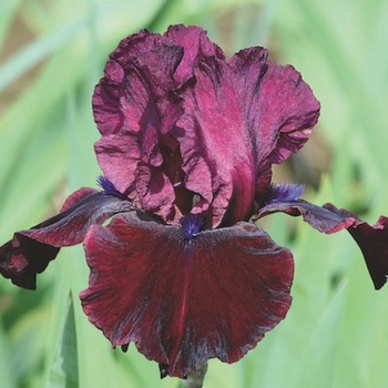 Iris germanica 'Neptune's Wine' 