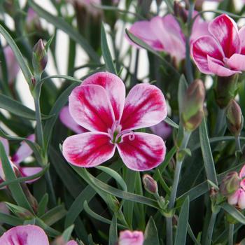 Dianthus 