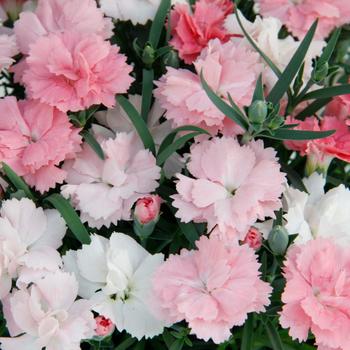 Dianthus Everlast™ Pink White