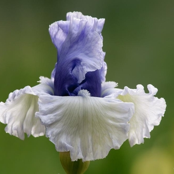 Iris germanica 'Wintry Sky' 