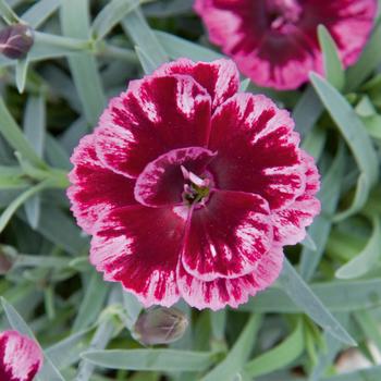 Dianthus 