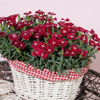 Dianthus 