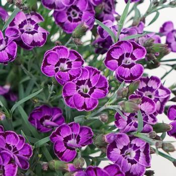 Dianthus 