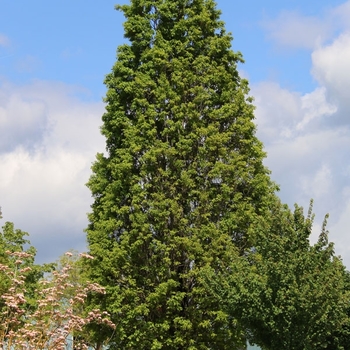 Quercus x bimundorum 'Crimschmidt' 
