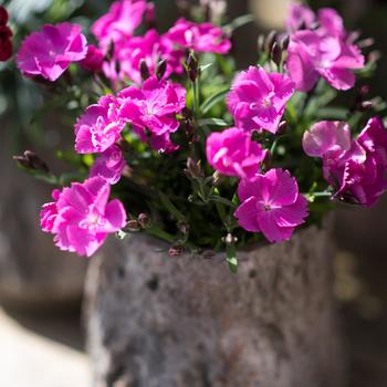 Dianthus Beauties® 'Kate'