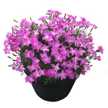 Dianthus Beauties® 'Kahori Pink'