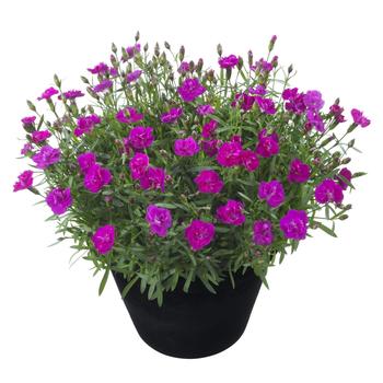 Dianthus Beauties® 'Melinda'