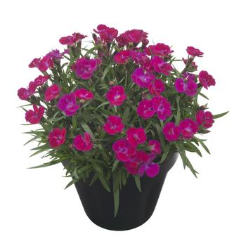 Oscar Dark Red Carnation (Dianthus caryophyllus 'KLEDP11108') in