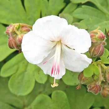 Geranium x cantabrigiense 'St. Ola' 