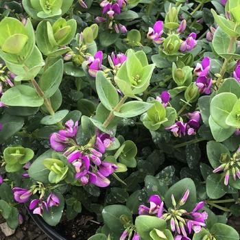 Polygala myrtifolia 'Mariposa' 