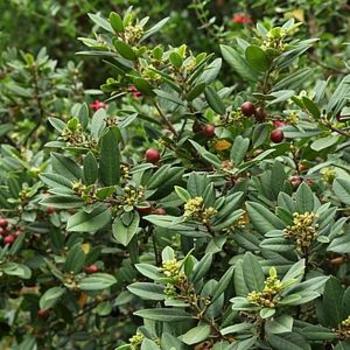 Rhamnus californica