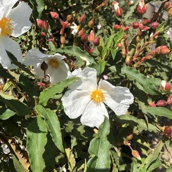 Cistus ladanifer 'Blanche' 